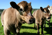 beef